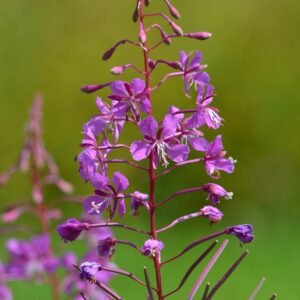 EPILOBE PETITE FLEUR