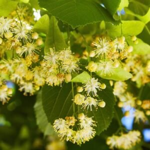 TILEUL AUBIER SOMBRE