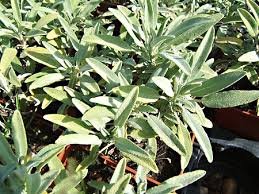 Sauge Feuille Entierre