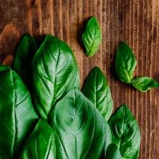 Basilic Feuille