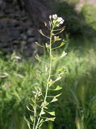 Bourse Pasteur Plante