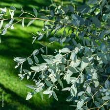 Eucalyptus Feuille Ent Bio