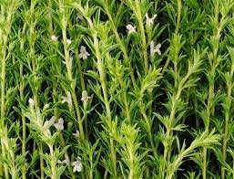 SARRIETTE FEUILLE ENTIERE