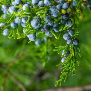 Genievre Baie Entiere