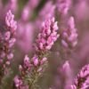 BRUYERE FLEUR