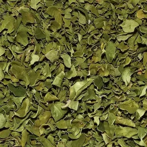 Moringa Feuille