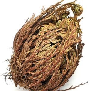 Rose de Jéricho 10 CM