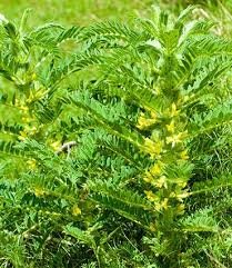 Astragale racine bio