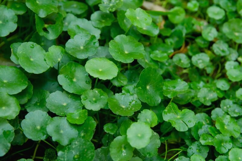 Centella-asiatica_001-scaled-800x533
