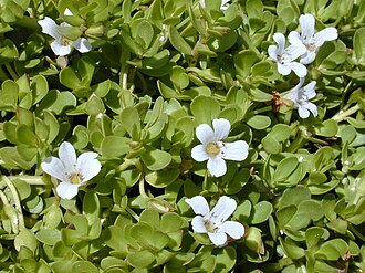 Starr_010818-0007_Bacopa_monnieri